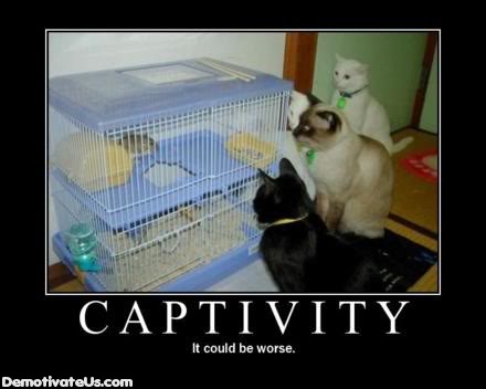 Name:  captivity.jpg
Views: 93
Size:  21.2 KB