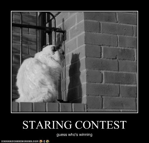 Name:  funny-pictures-cat-has-contest-with.jpg
Views: 91
Size:  26.9 KB